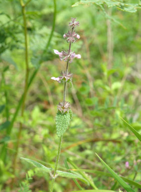 2010-05-16_13 Hedge Nettle TN.jpg - 44280 Bytes